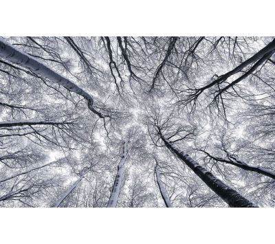 PHOTOMURAL SH081-VD4