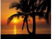 Photomural Palmy Beach Sunrise