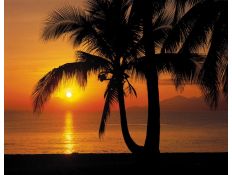 Fotomural Palmy Beach Sunrise