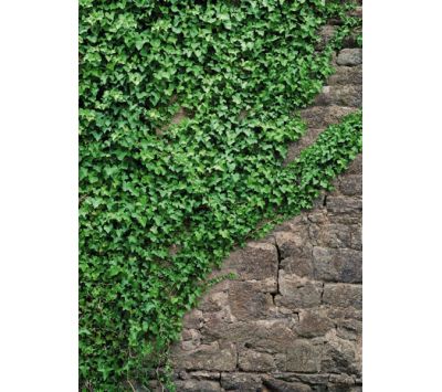 Photomural Ivy
