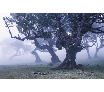 PHOTOMURAL SH052-VD4