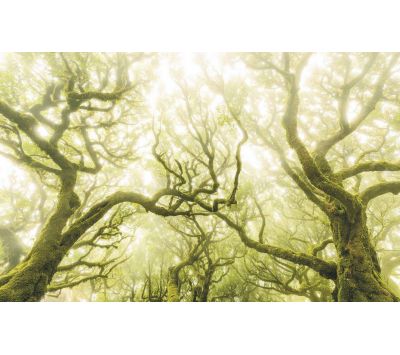 PHOTOMURAL SH055-VD4