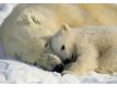 Photomural Polar Bears
