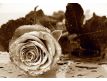 Fotomural Black and White Rose