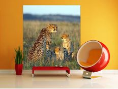 Photomural Family Tigers