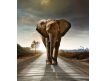 Photomural Elefante
