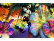 Fotomural Kolorowe Motyle