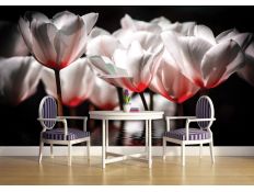 Fotomural Bialo Czerwone Tulipany