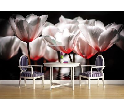 Fotomural Bialo Czerwone Tulipany