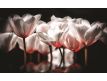Fotomural Bialo Czerwone Tulipany