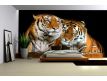 Fotomural Tigers