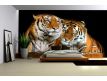 Fotomural Tigers