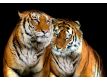 Fotomural Tigers