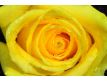 Fotomural Yellow Rose Macro