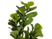  Planta Ficus artificial
