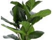Plant artificial Ficus 60cm