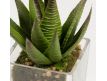  Succulent artificial plant IV