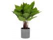  Plant artificial Anthurium