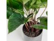  Plant artificial Anthurium