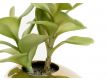  Succulent artificial plant VII