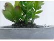  Succulent artificial plant XIII