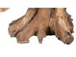 NATURAL TEAK ROOT COFFEE TABLE