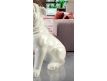 WHITE BULL DECORATIVE PIECE